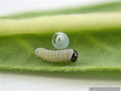 Monarch Eggs And New Caterpillars