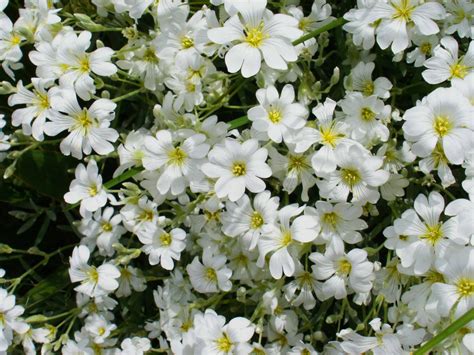 Flowers For Flower Lovers Beautiful White Flowers Wallpapers