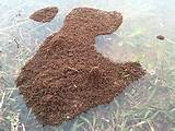 Images of South Carolina Fire Ants