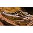 Alligators Animals Wallpapers HD / Desktop And Mobile Backgrounds