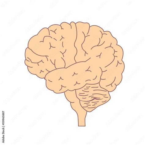 Isolated Brain Side View Illustration Of Human Brain For Medical