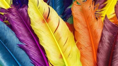Colored feathers - Phone wallpapers