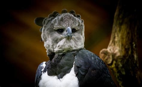 Deforestación Amenaza La Supervivencia Del águila Arpía