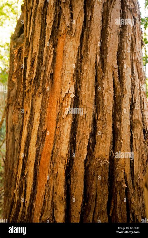 Reddish Brown Trunk Of Tallowood Tree Eucalyptus Microcorys With