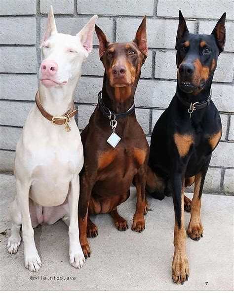 6 Chattanooga Doberman Dog Puppies For Sale Or Adoption Near Me