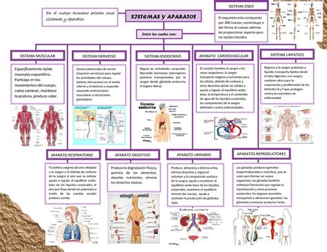 Mapa Conceptual Sobre Aparatos Y Sistemas Del Cuerpo Humano Niveles
