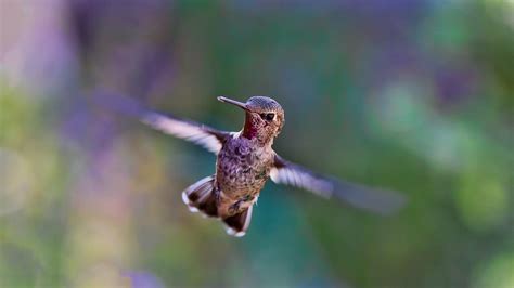 Hd Wallpaper Selective Focus Photography Of Brown Hummingbird