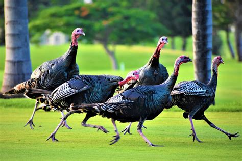 turkeys chasing turkeys wild turkeys seen at waikoloa pani… flickr