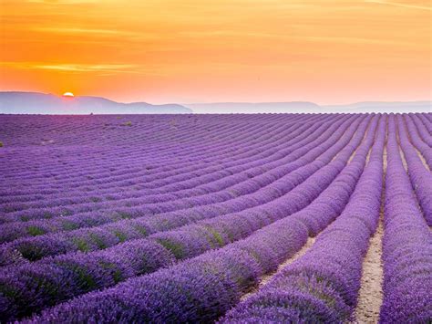 Lavender Fields Provence France Wildlife Archives Wildlife Archives