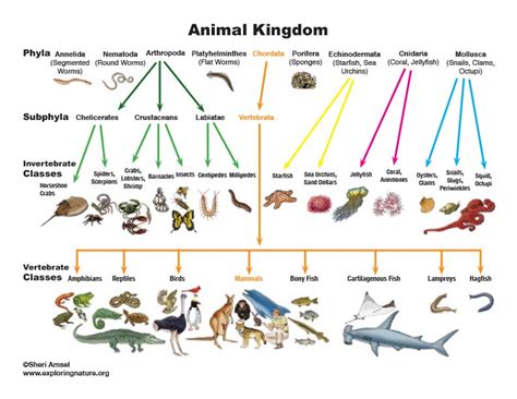 Animal Kingdom Classification Classification Of Animal Kingdom Riset