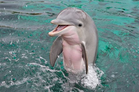 Dolphin Photos Dolphin Quest