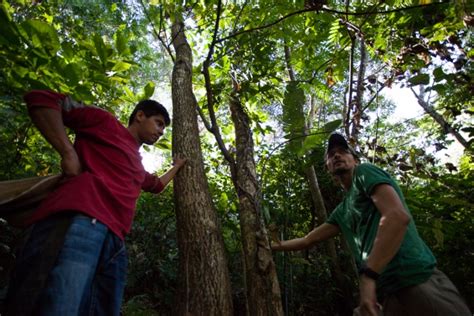 indigenous communities mobilize to defend guatemala s forests from loggers