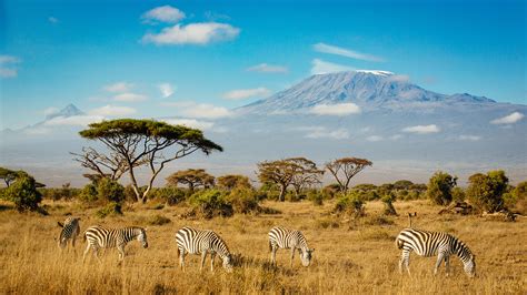 Background For Computers ~ Kilimanjaro Amboseli National Park Kenya 4k