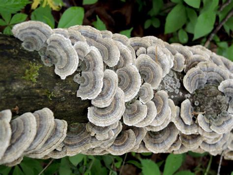 turkey tail facts and health benefits