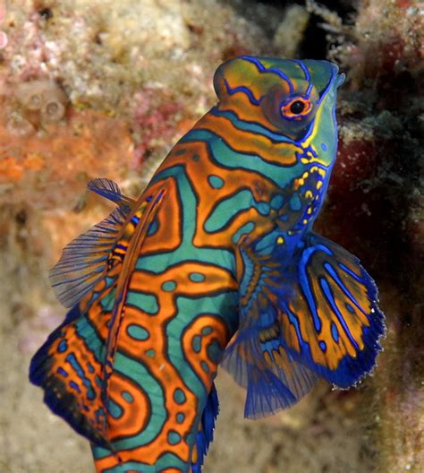 Mandarinfish The Colorful Of Buaetiful Fish Picture Record