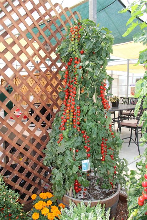 Tomato Tower Greenhouse Product News