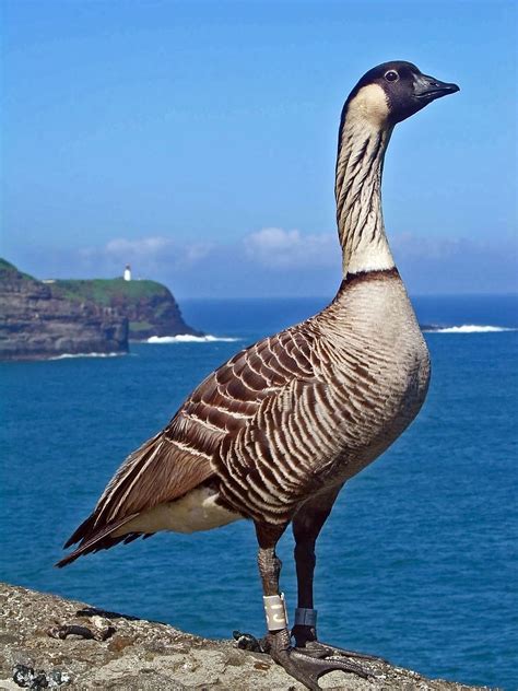 Nene Bird Kilauea Point National Wildlife Refuge Hawaii Birds