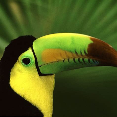 Toucan Bird Ipad Wallpapers Free Download