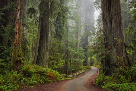 Road Through The Redwood Forest Hd Wallpaper Background Image