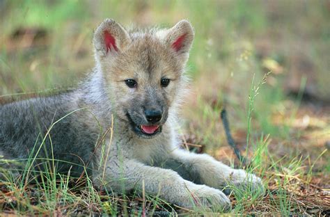 Cute Wolf Pup In Field Wolves Photo 37003556 Fanpop