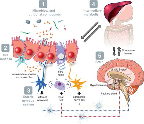 Homeostasis Of The Gut Barrier And Potential Biomarkers American