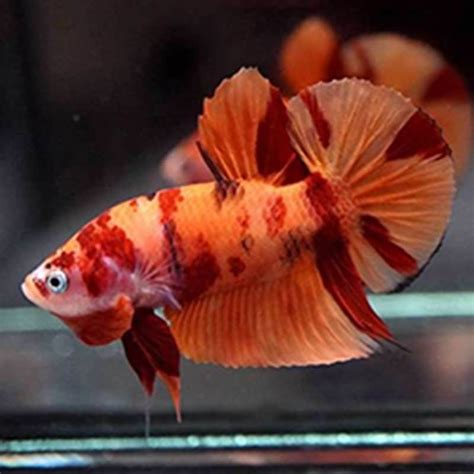 Shop Cá Betta Koi Nemo, Koi Galaxy, Fancy Copper – Chợ Cá MeKong