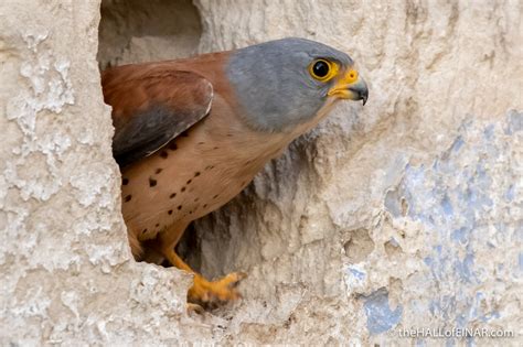 The less unpleasant of two unpleasant options that someone has to choose between. Lesser Kestrels on the rooftops - the HALL of EINAR