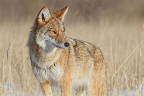 Coyotes Management Minute Video Alabama Cooperative Extension System