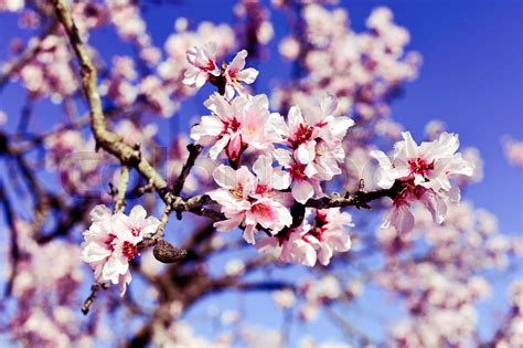 Almond Tree In Full Bloom Stock Image Colourbox