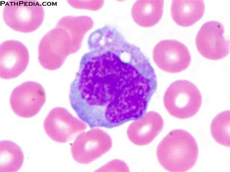 Histology Images Of Blood Cells By Pathology E Atlas