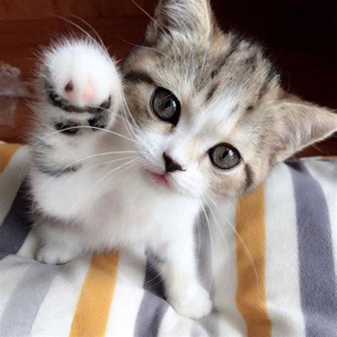 20 Photos Of The Cutest Kittens Ever Purrtacular Part 4