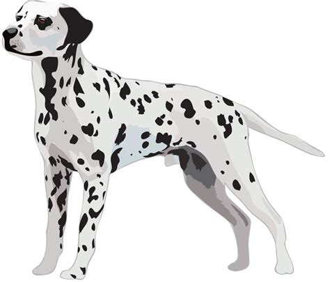 Dalmatian Dog Png Instant Download Clipart Drawing And Illustration Art