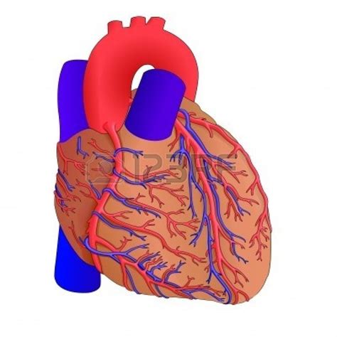Human Heart Clip Art Library