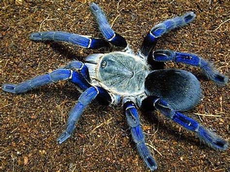 Check out our cobalt tarantula selection for the very best in unique or custom, handmade pieces from our shops. Tarantula - Big, Hairy, Scary Spider (With images) | Pet ...