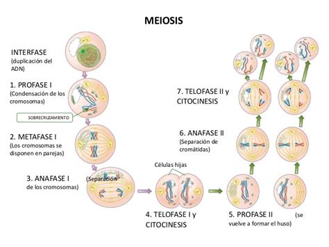 Ppt Meiosis Part 1 Powerpoint Presentation Free Download Id 2128503 456
