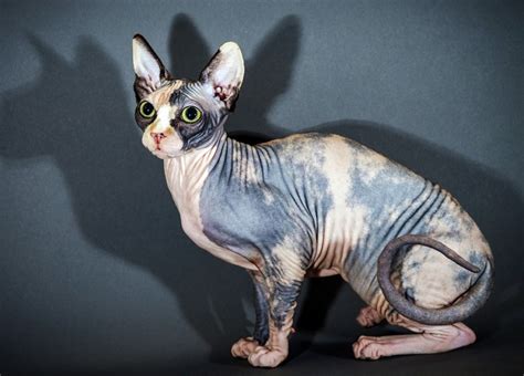 Sphynx Cat Info Personality How To Care Pictures