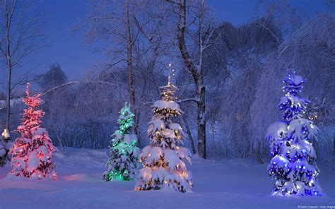 Lighted Christmas Trees In Winter Forest Hd Wallpaper Background