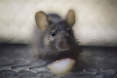 5 Signs There Are Mice Or Rats In Your Home Insect Control Pest