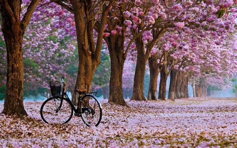 Beautiful Spring View Wallpapers Top Free Beautiful Spring View
