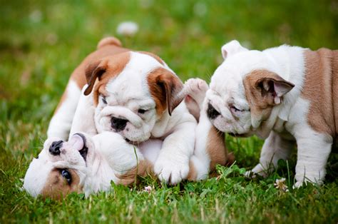 5 Common Puppy Playing Behavior Petland Florida