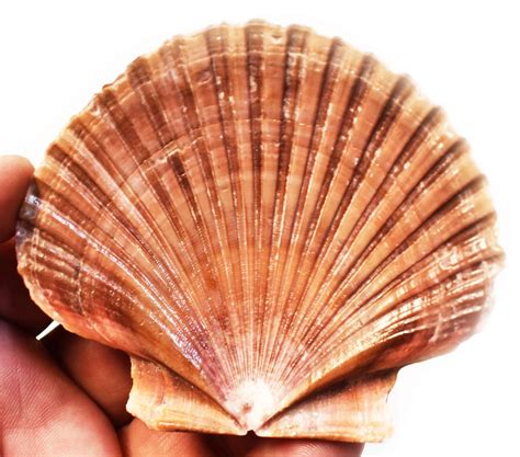 Bulk 50 Beautiful Mexican Flat Scallops Shells Seashells About 3