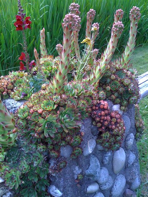 Hens And Chicks With Snapdragon Succulent Gardening Planting