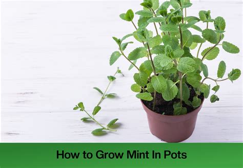 How To Grow Mint In Pots