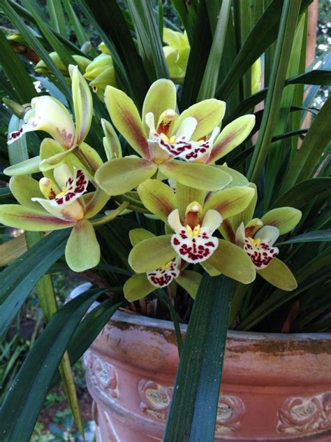 Green Cymbidium 2015 Beautiful Orchids Orchid Flower Orchids