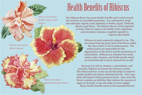 The flowers are found in various colours including red, purple, yellow, pink and white. Hibiscus - Are You Ready for a Change?
