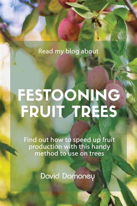 Festooning Fruit Trees David Domoney