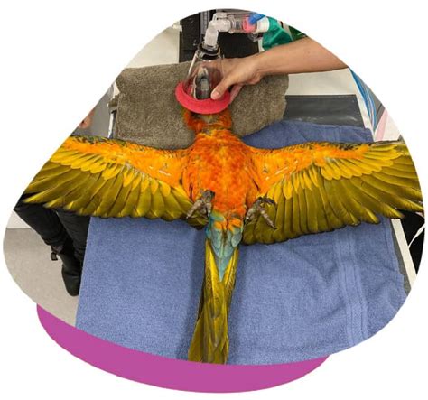 Book Your Wing Clipping For Birds The Unusual Pet Vets