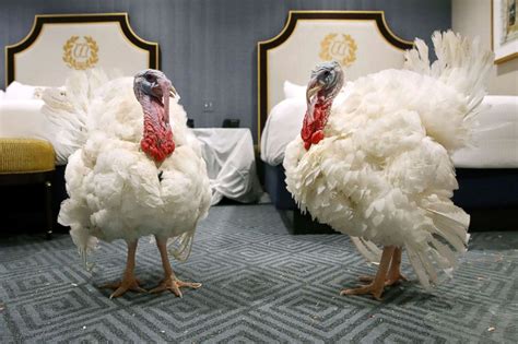 Feast Your Eyes On The Two Turkeys Appealing For Presidential Pardon