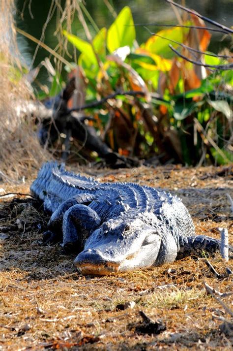 Huge American Alligator Mouth Open Florida Wetlands Stock Photos Free