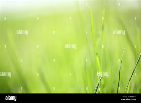 Light Green Grass Background Stock Photo Alamy